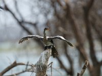 Cormoran africain